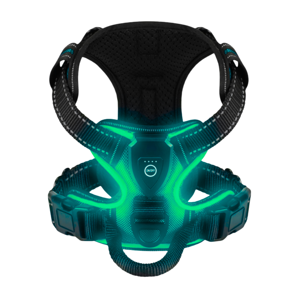 Harnais pour chien avec lumière LED clignotante -Vert gazon - Ozerty