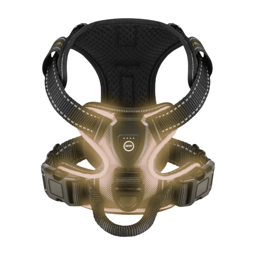 Harnais pour chien avec lumière LED clignotante