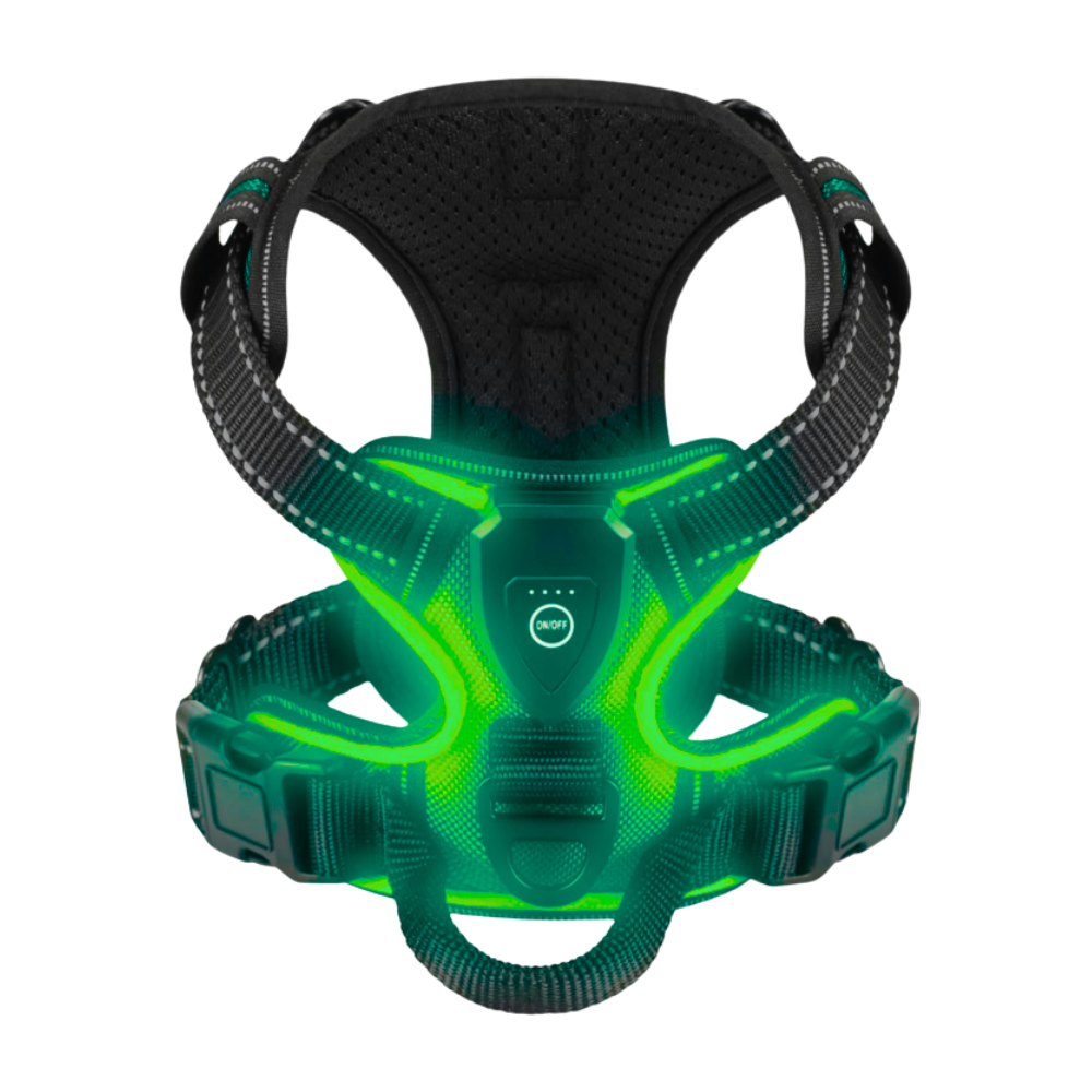 Harnais pour chien avec lumière LED clignotante -Turquoise - Ozerty