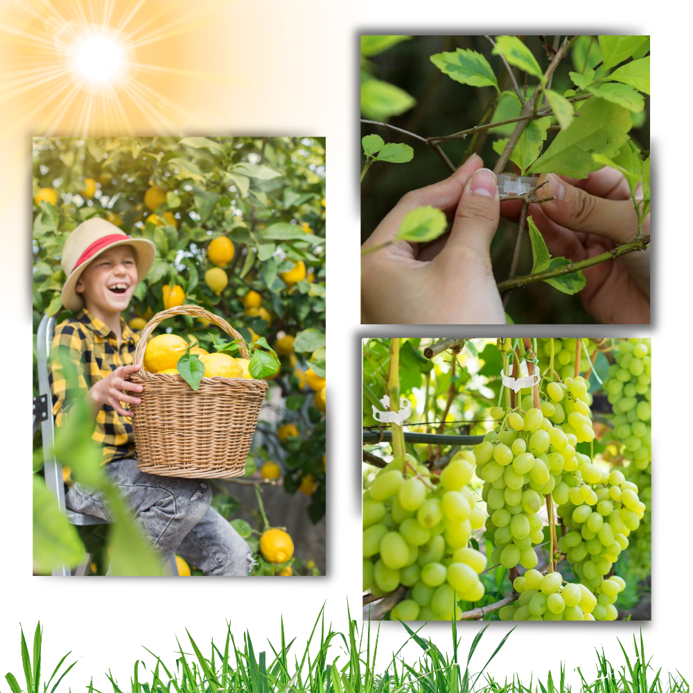 Support de plantes facile à clipser
- Ozerty