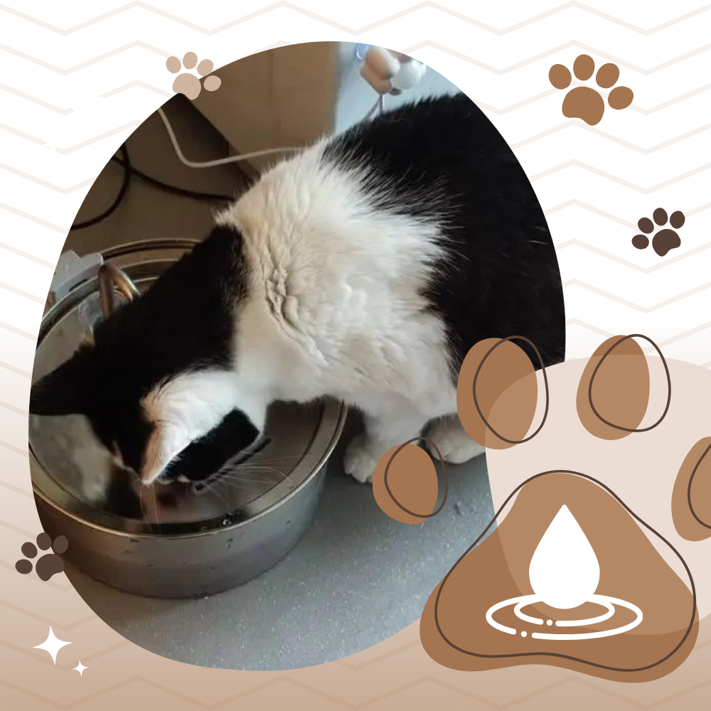 Fontaine pour chats à grande capacité - Ozerty