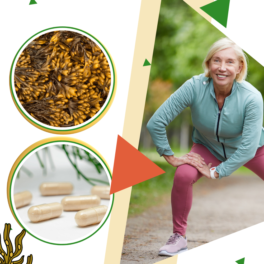 Complément d'Algues Marines - Ozerty