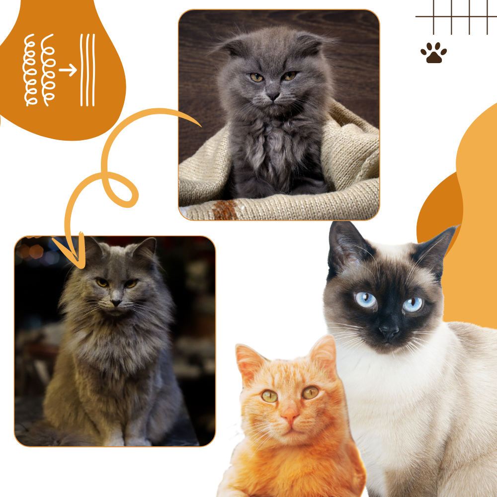 Brosse de toilettage multifonctions pour chats
- Ozerty