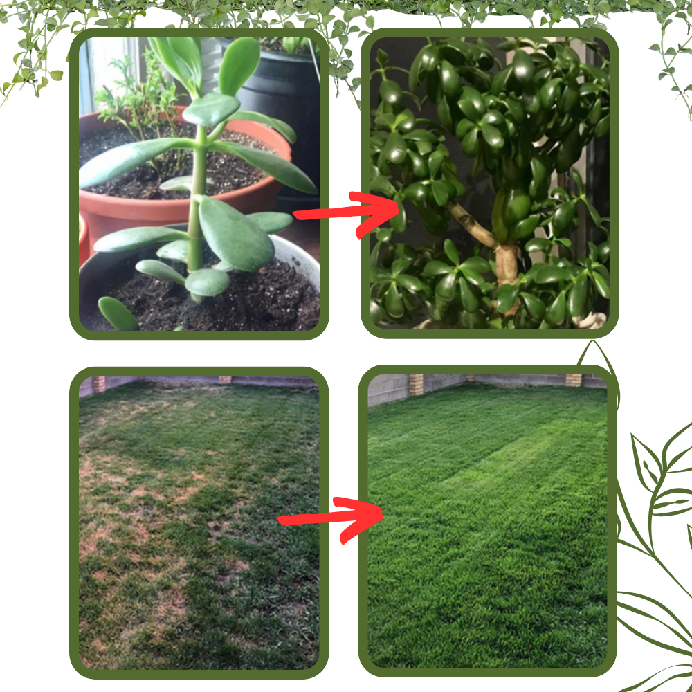 Activateur de sol à nutriments bio - Ozerty