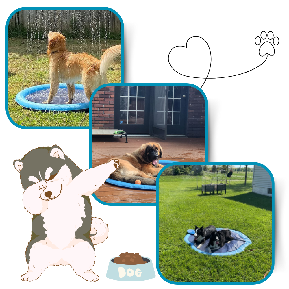 Pataugeoire portable pour chiens
 - Ozerty