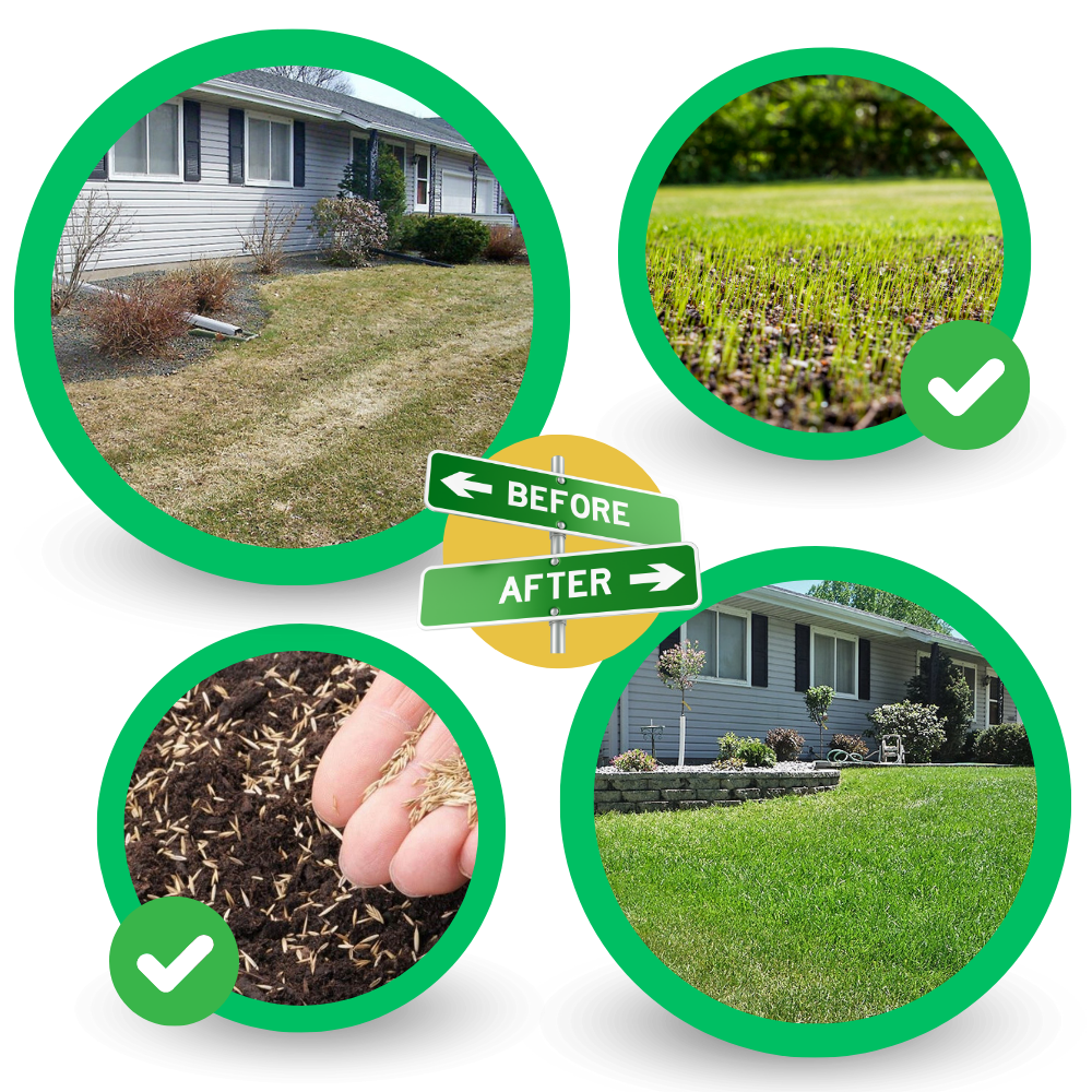 Tapis de semences de gazon vert à fixation rapide
- Ozerty