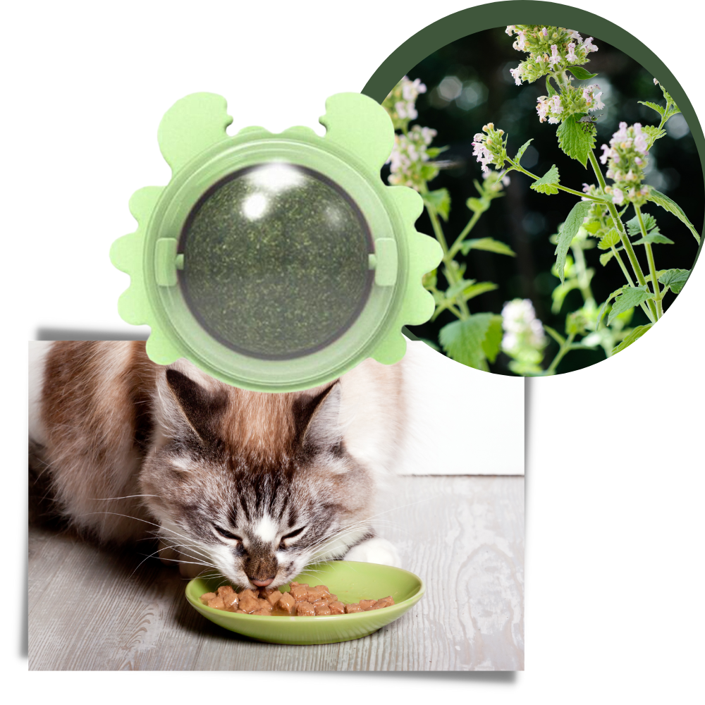 Jouet boule de menthe rotative pour chat - Ozerty
