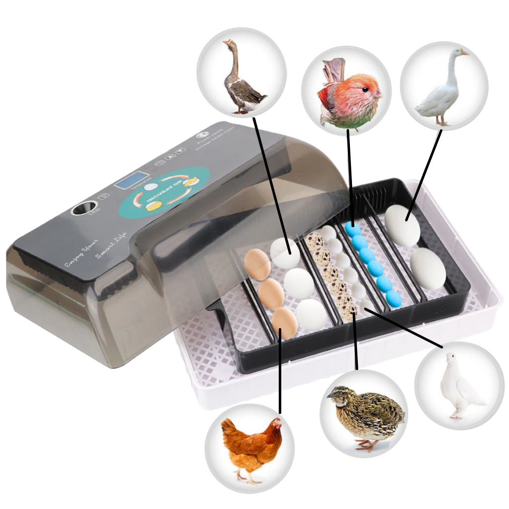 Automatic egg incubator