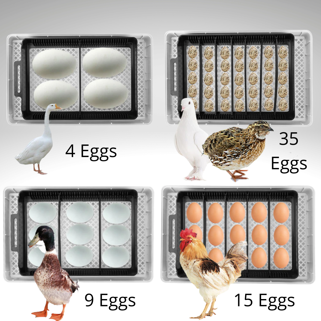 Automatic egg incubator