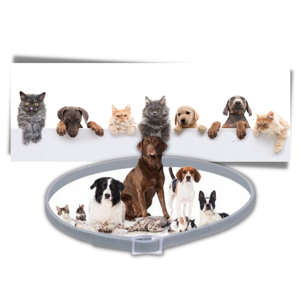 Collier anti-puces pour animaux de compagnie - Ozerty