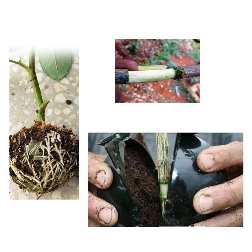 Lot de 3 boîtes à plantes pour la stratification de l'air - Ozerty