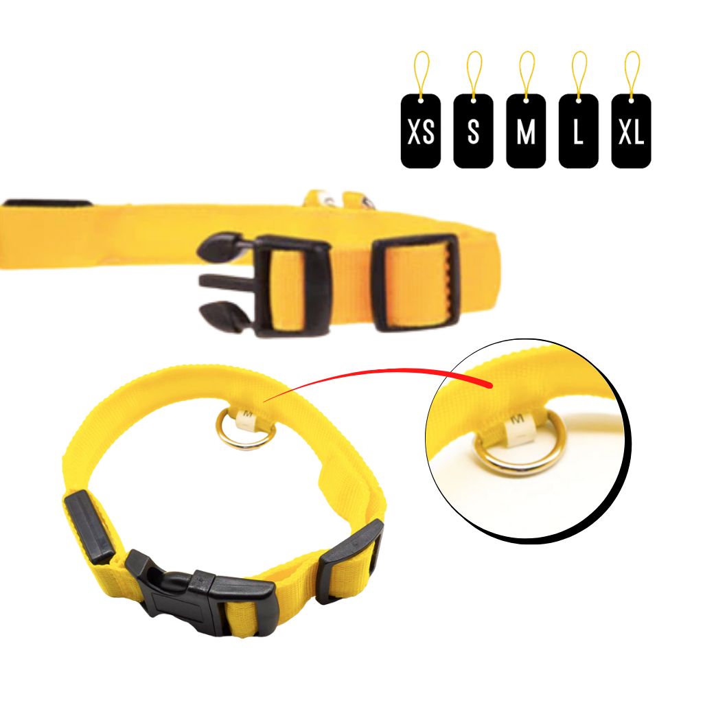 Collier lumineux pour animaux rechargeable par USB
