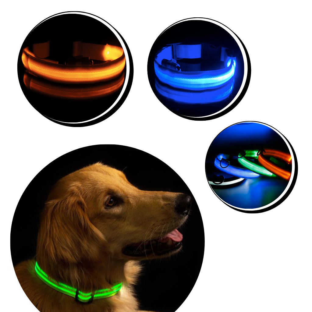 Collier lumineux pour animaux rechargeable par USB