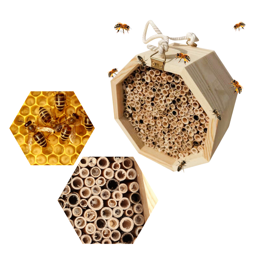 Maison d'abeilles hexagonale en bois